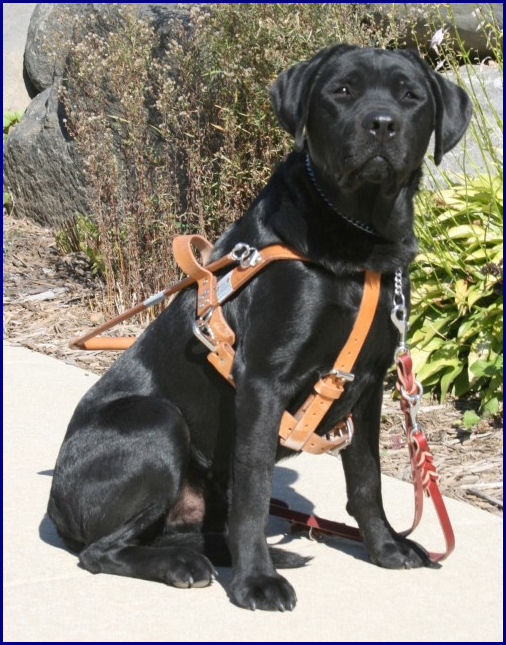 Reggie in harness