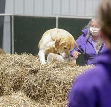 Labrador Retriever finding a rat