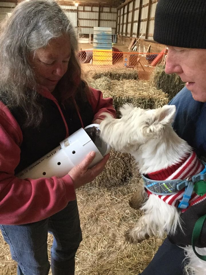 terrier being introduced to barn hunt