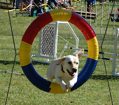 Jazz jumping through tire