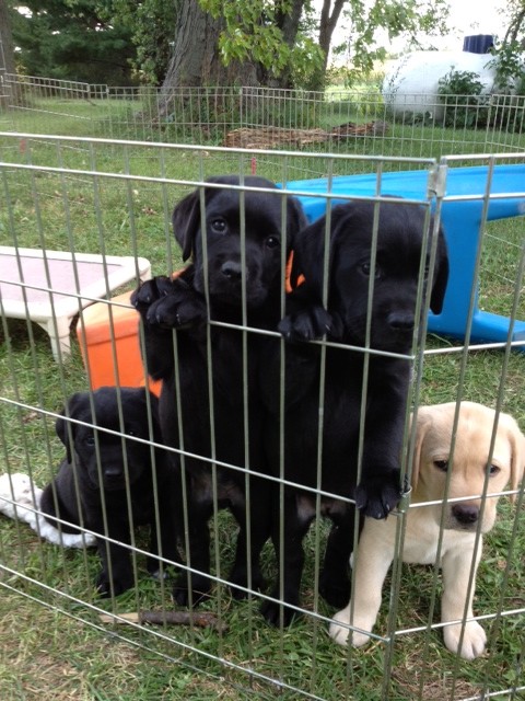 7 week old puppies