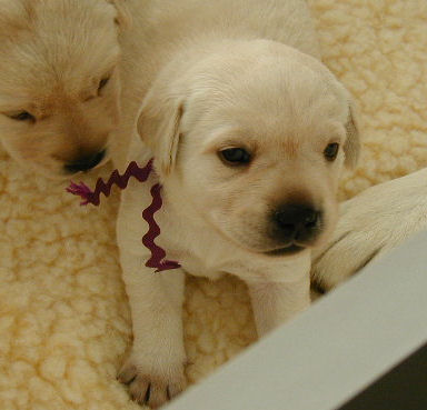 yellow female purple collar