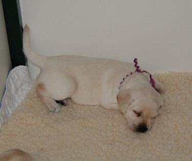 purple collar girl 5 wks