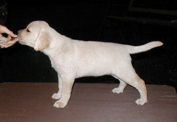 yellow girl 7 wks